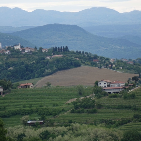 Weinberge mit Reben und Huegel im Hintergrund