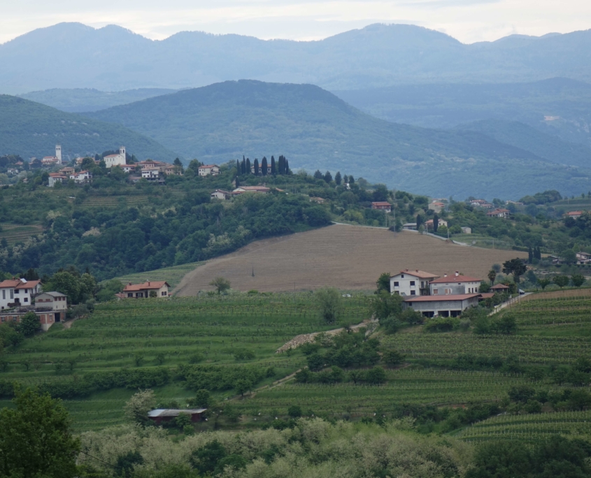 Weinberge mit Reben und Huegel im Hintergrund