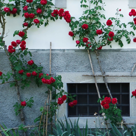 Rote Rosen vor Hausmauer