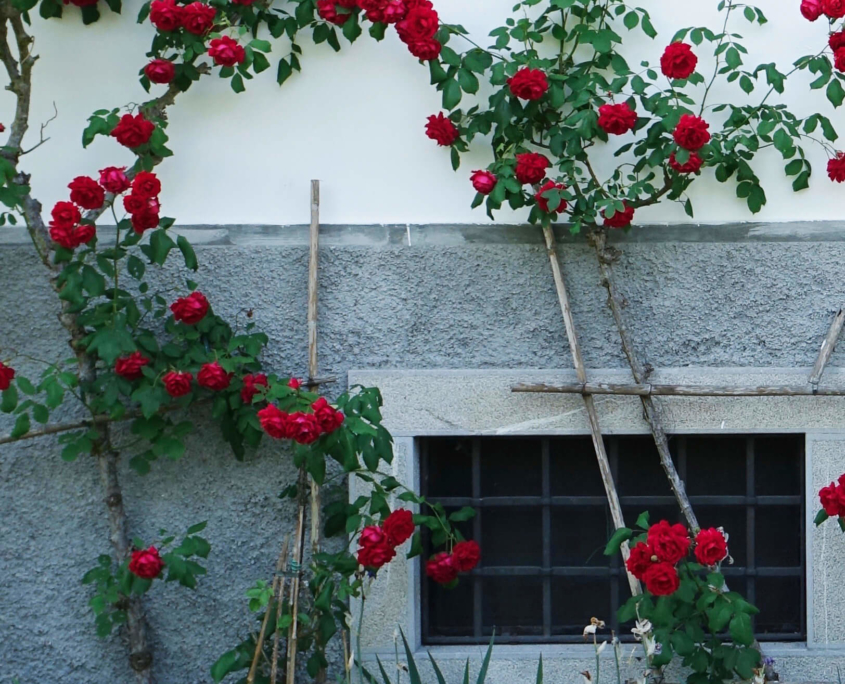 Rote Rosen vor Hausmauer